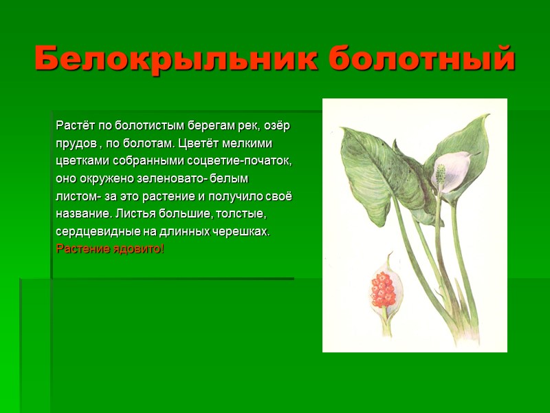 Белокрыльник болотный Растёт по болотистым берегам рек, озёр прудов , по болотам. Цветёт мелкими